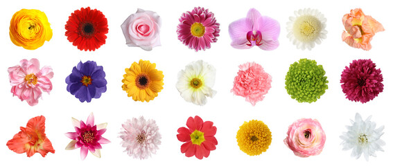 Wall Mural - Set of different beautiful flowers on white background