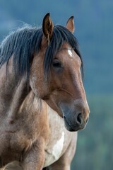 Canvas Print - A beautiful brown horse on a blurred nature background, vertical shot