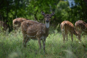 Poster - Group of sika deer, Cervus nippon grazing in the meadow.