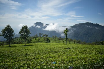 Poster - Green meadow with peaceful mountains in the background