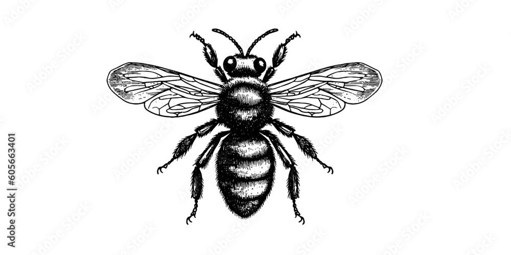 Vector engraving hand drawn illustration of honey bee on white ...