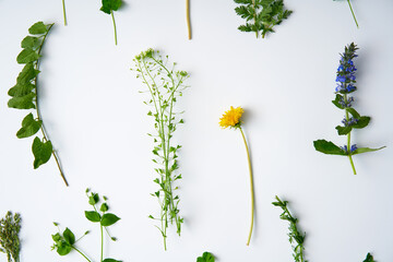 Wall Mural - Botanical set of leaves, plants and flowers on white background.