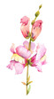 Watercolor flower snapdragon in pink color on a white background