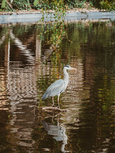 The Gray Heron Stands In The Water In Shallow Water