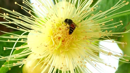 Wall Mural - Bee is eating pollen of flower, outdoor  Chiangmai Thailand.