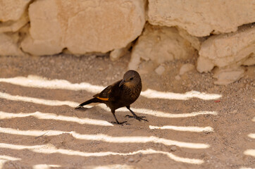 Wall Mural - Desert bird Tristrams Starling at Masada National Park in Israel