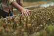 © Pornpimon - Sad woman farmer looking at dead seedlings in nursery. Failure concept of gardening.