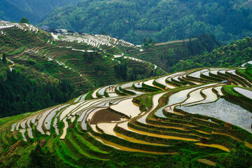 Wall Mural - terrace fields in overcast weather