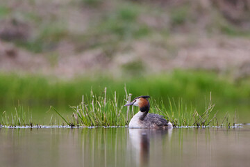 Great crested grebe in spring by the lake.