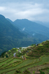 Wall Mural - terrace fields in overcast weather