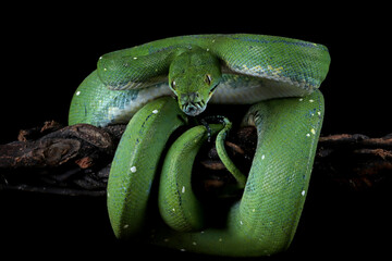 Wall Mural - green tree python snake on branch ready to attack, chondropython viridis snake closeup with black ba
