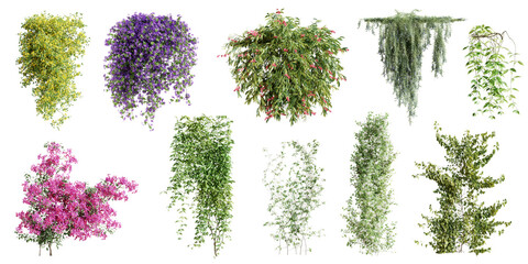 Fototapete - Set of various creeper plants, vol.1, isolated on transparent background. 3D render.