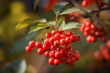 Red rowan berries on a branch in the autumn forest. Close-up. Generative AI