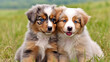 © DLC Studio - portrait of a beautiful brown and white domestic Australian shepherd dog