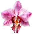Pink orchid flower with water drops close up. Isolated on a transparent background. KI.