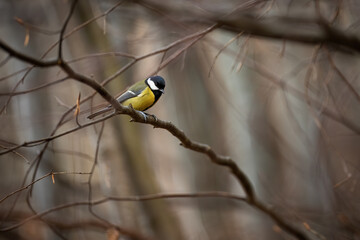 Wall Mural - Colorful great tit, parus major, sitting on branch in spring nature. Yellow and blue bird resting on tree in forest in springtime. Little songbird looking from twig.