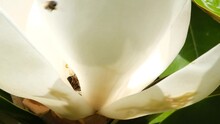 A Bee Hive Inside A Big White Lotus Flower