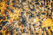 Bee swarm in hive