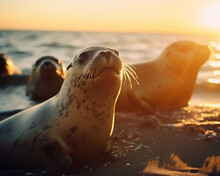Seal / Sea Lion Resting On Rocks At The Beach During Golden Hour - Generative AI