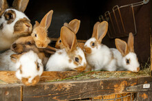 Portrait Of Young Domestic Rabbits In A Cage Stable Outdoors, Rabbit Breeding