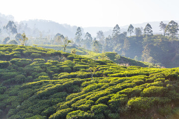 Wall Mural - Tea plantation