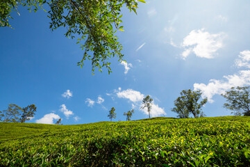 Sticker - Tea plantation