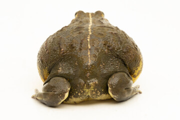 Wall Mural - african bull frog ( pyxicephalus adsperus edulis) pixie frog isolated on white background