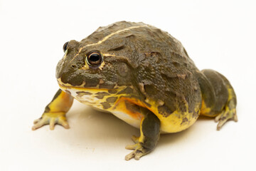 Wall Mural - african bull frog ( pyxicephalus adsperus edulis) pixie frog isolated on white background