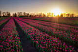 Fototapeta Tulipany - Sunset over the blooming tulip field in Poland
