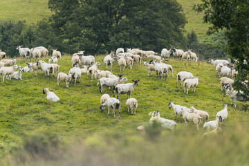 Wall Mural - flock of sheep