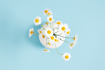 Wall Mural - flat lay top view of round flat vase with chamomile flowers isolated on pastel blue background. whit