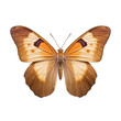 Meadow brown butterfly -  Maniola jurtina 1. Transparent PNG. Generative AI
