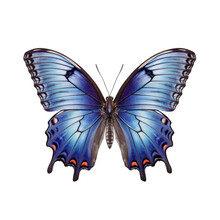Red-spotted Purple Butterfly -  Limenitis Arthemis 1. Transparent PNG. Generative AI