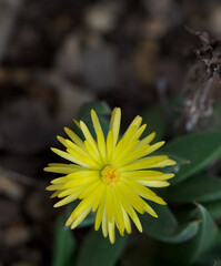 Wall Mural - Beautiful close-up of a bergeranthus multiceps flower