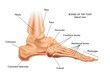 Medical illustration of the major parts of the foot bones in lateral view, with annotations.