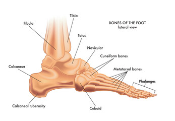 Wall Mural - Medical illustration of the major parts of the foot bones in lateral view, with annotations.