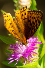 Wall Mural - Closeup of a great spangled fritillary butterfly in Newbury, New Hampshire.