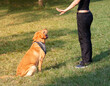 Labrador Retriever dog sitting and waiting for his handler's orders