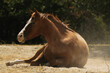 Sorrel gelding horse laying in dry Texas farm field after dust bath in summer heat outdoors.