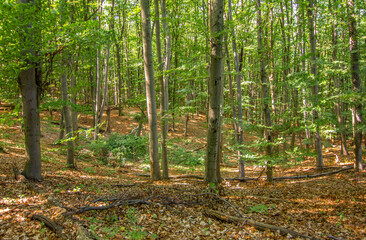  Summer forest, carpet of leaves, mature trees grow on a carpet of leaves, forest landscape