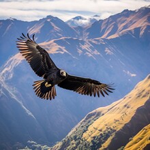 Majestic Flight: Andean Condor Soaring Over Mountains
