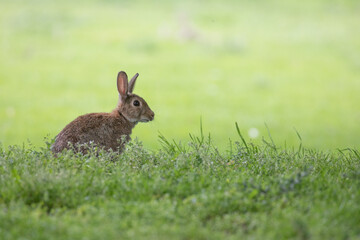 Sticker - rabbit in the grass