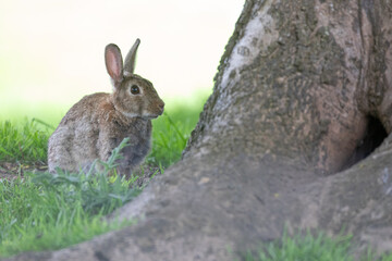 Wall Mural - rabbit in the grass