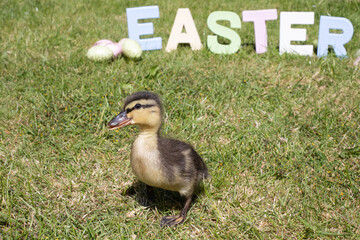 Canvas Print - Duckling at Easter