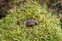 Common Toad After Hibernation Among The Moss