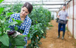 Skilled female farmer working in greenhouse during organic eggplants harvest..