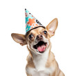 © esvetleishaya - Portrait of Funny small fluffy chihuahua dog in birthday cap isolated on white background. Happy birthday banner with dog. Generative AI