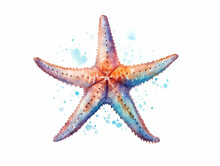 A Minimal Watercolor Painting Of A Starfish In Nature With A White Background | Generative AI