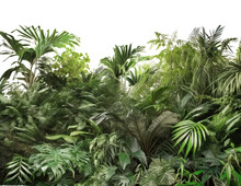 A Detailed Shot Of A Transparent Vibrant Jungle With A Rich Variety Of Flora And Fauna Is A Testament To The Beauty