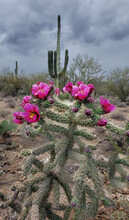 Cholla, Cactus Bloom